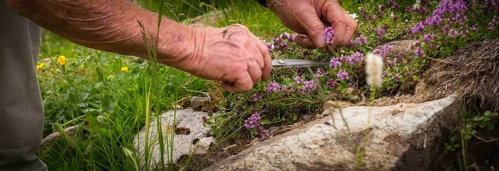 Mani che raccolgono fiori alpini con le forbici